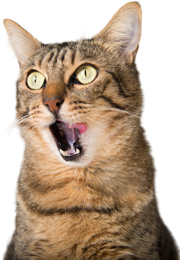 A close up of a cat with its mouth open on a white background.