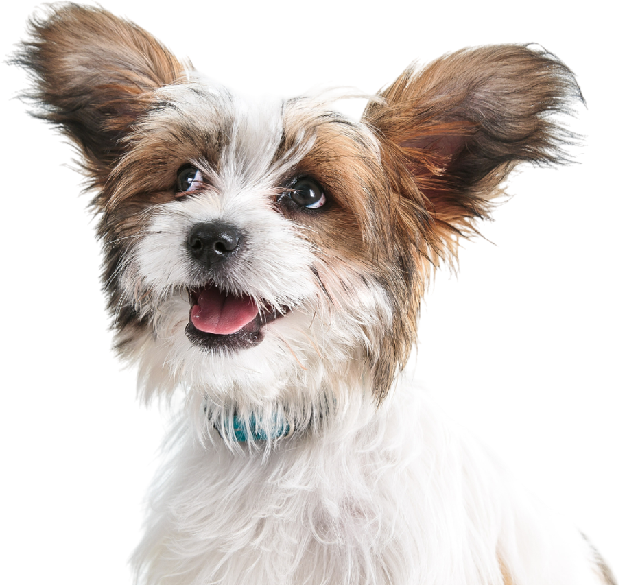 A small brown and white dog with a blue collar is looking at the camera.