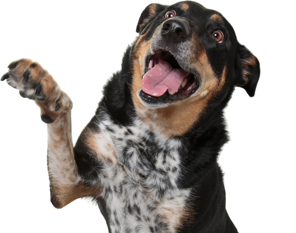 A black and white dog standing on its hind legs with its tongue hanging out