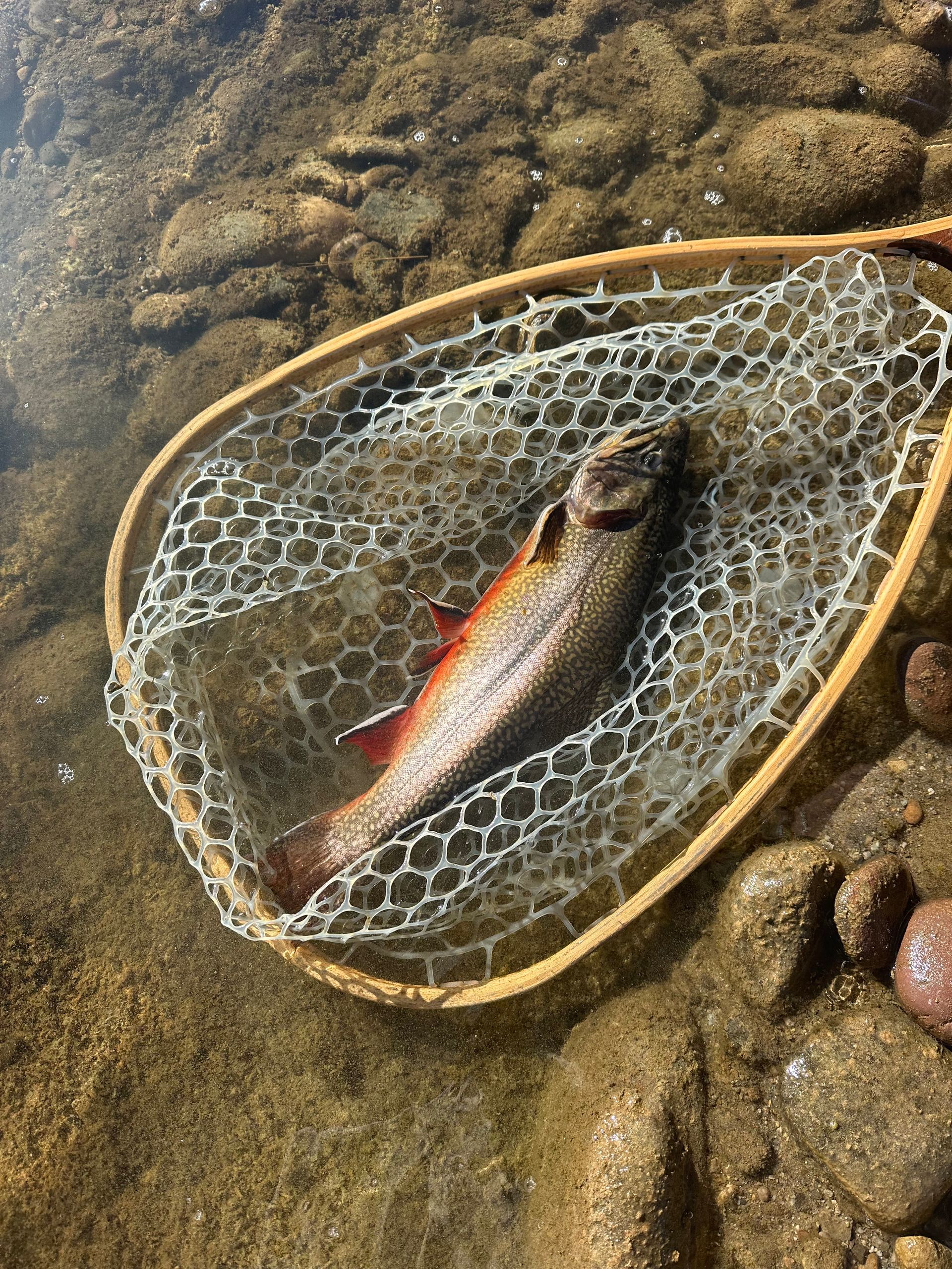 A fish is sitting in a fishing net in the water.
