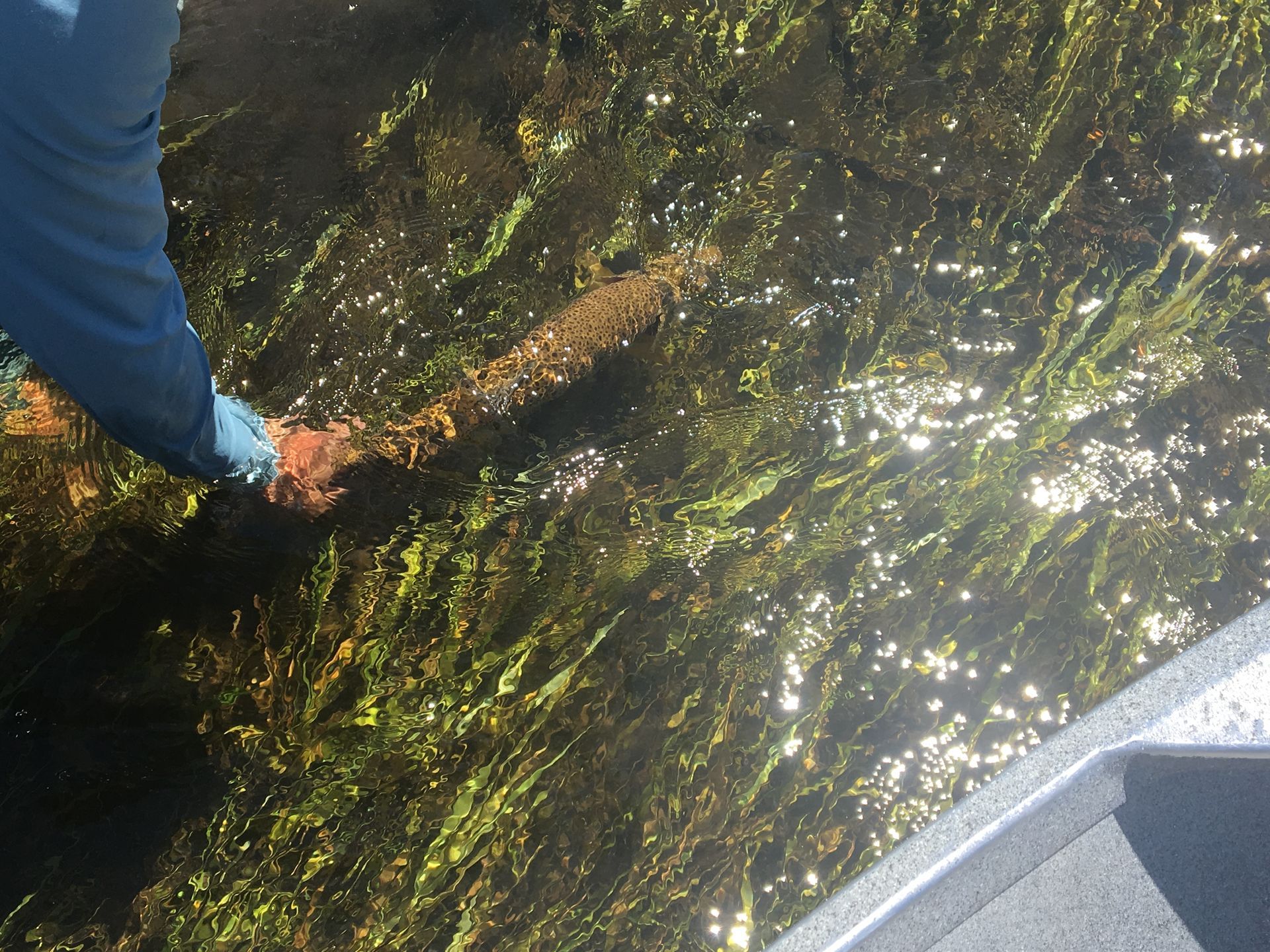 A person is holding a fish in a body of water.