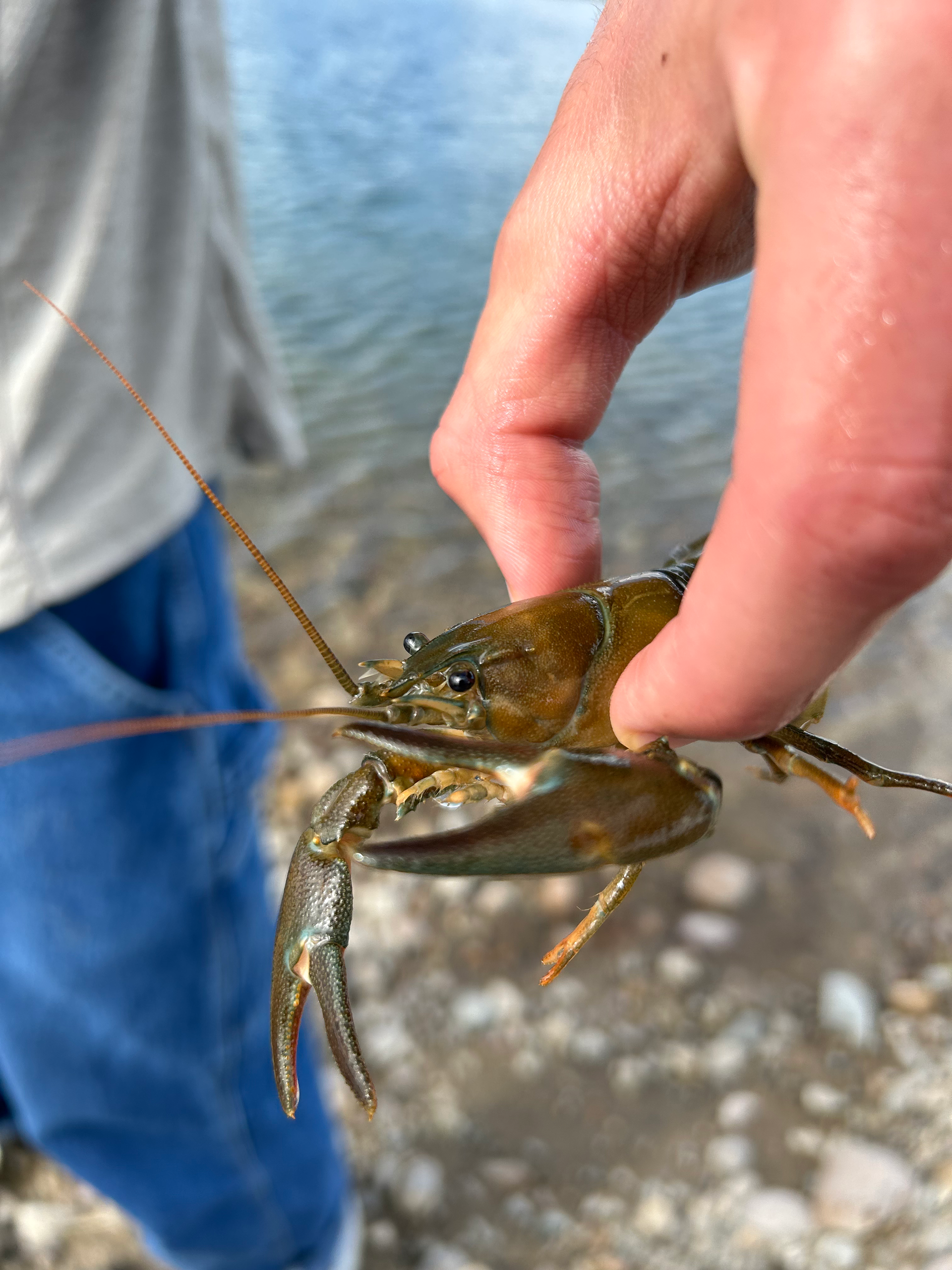 A person is holding a crayfish in their hand near the water.