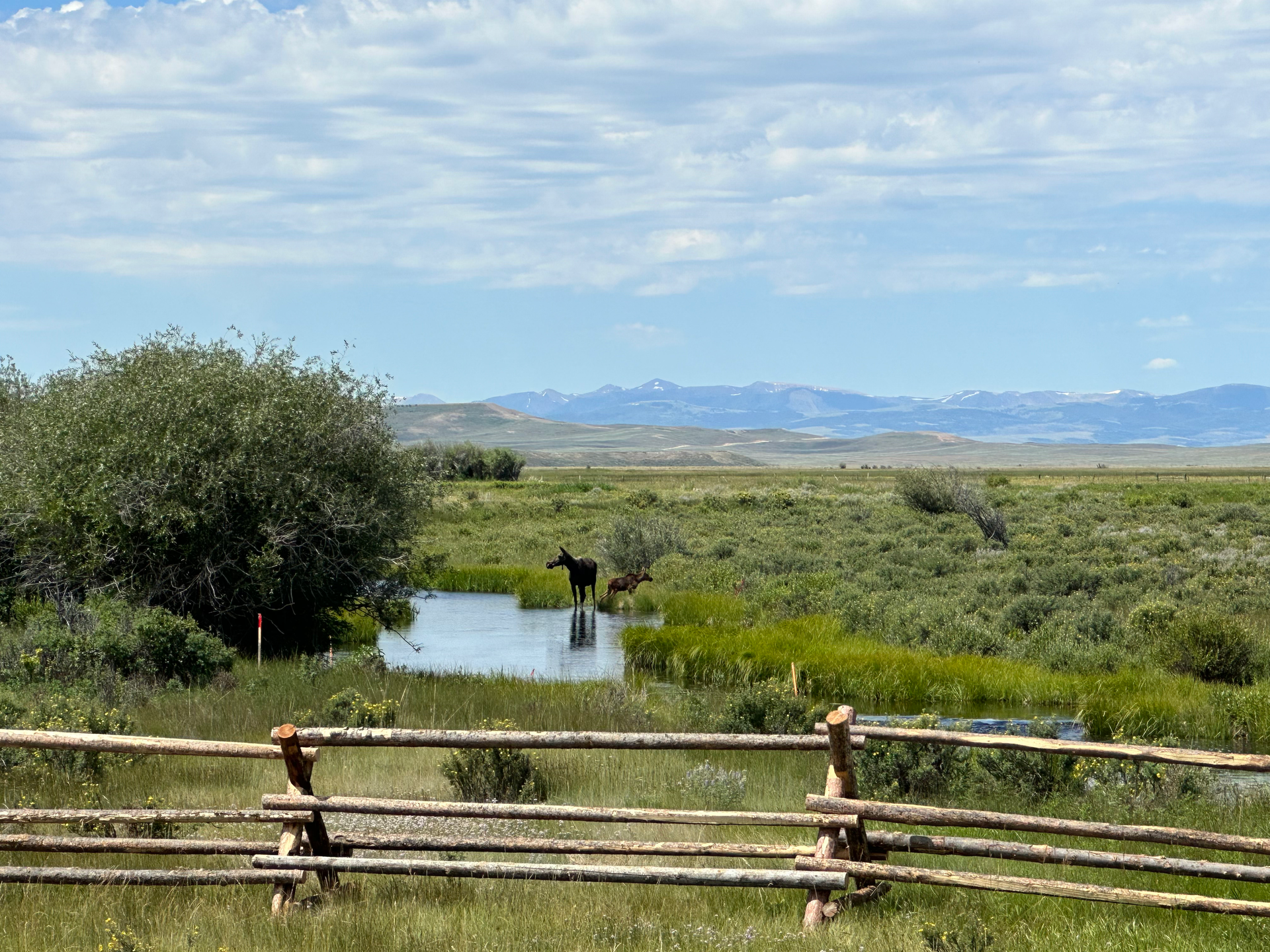 A moose is standing in a pond in a field behind a wooden fence.