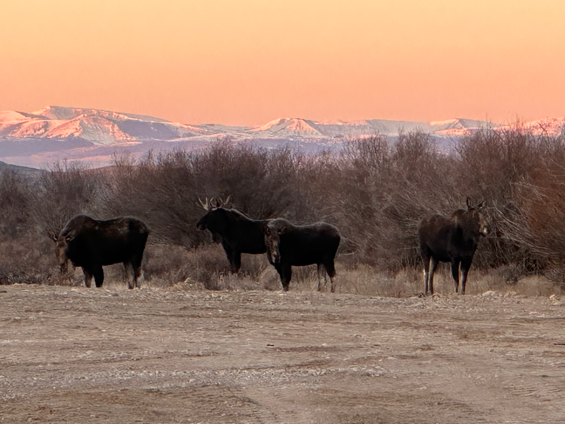 A herd of moose standing in a field with mountains in the background.