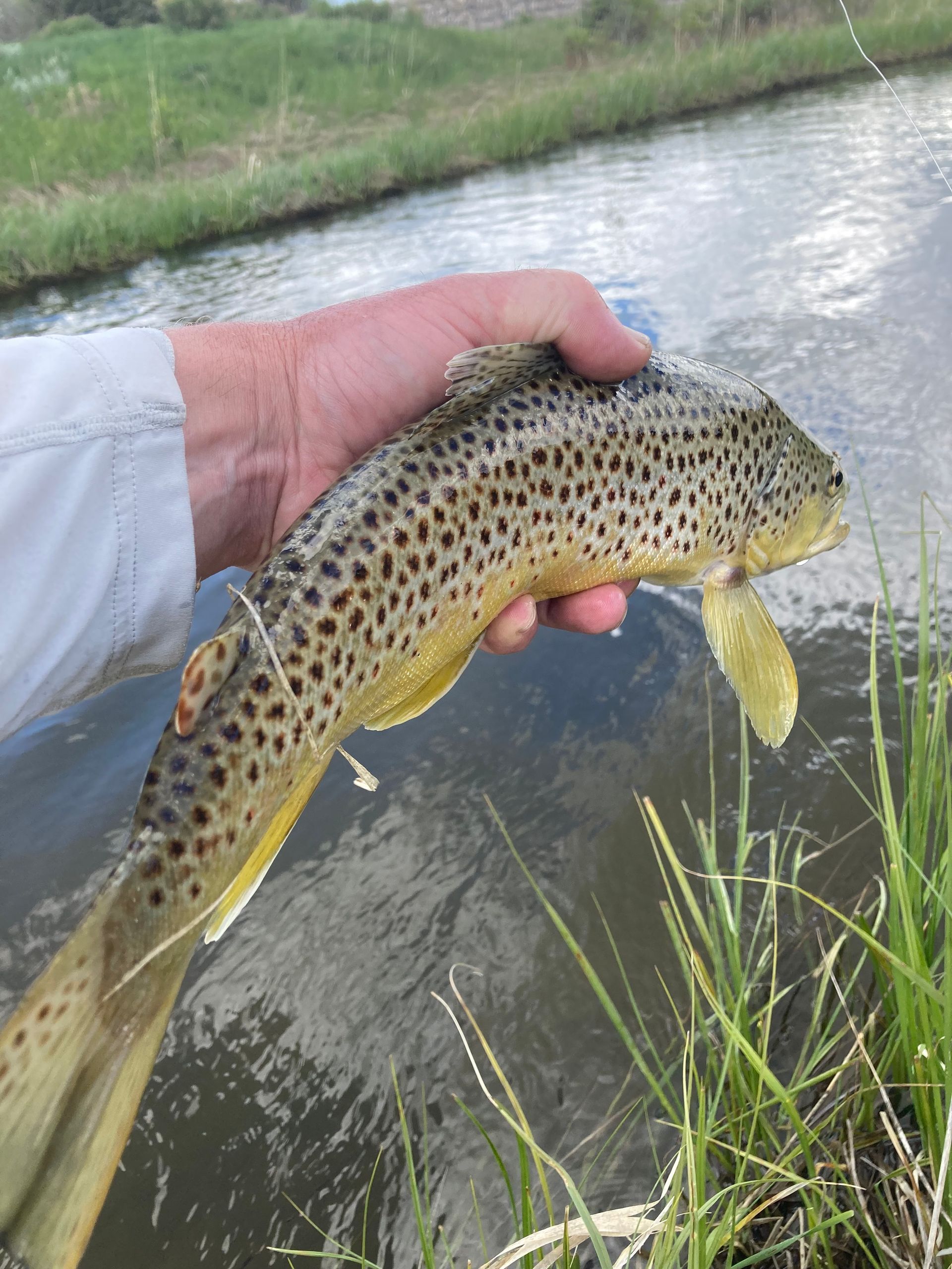 A person is holding a fish in their hand in front of a river.