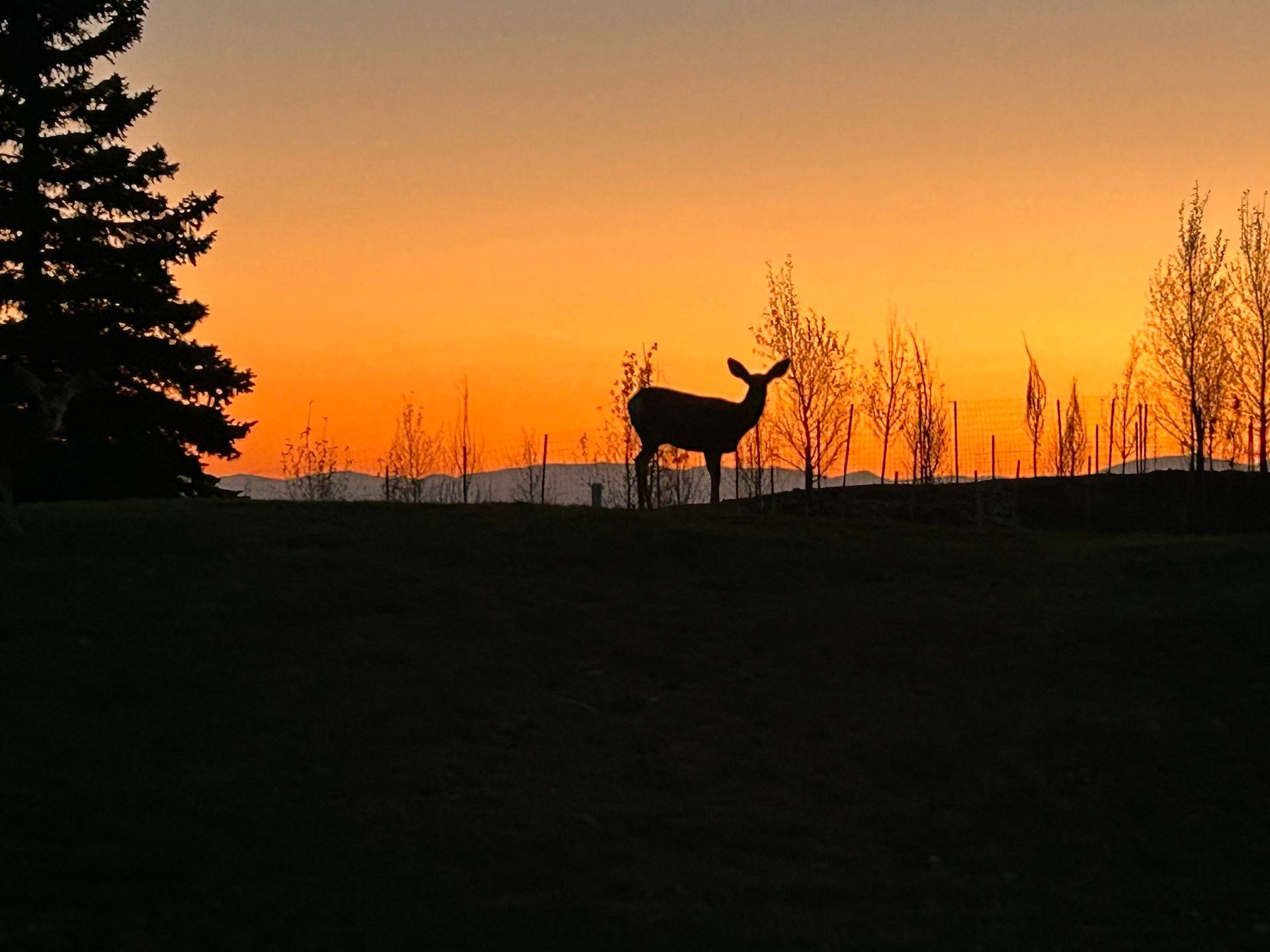 A silhouette of a deer standing in a field at sunset
