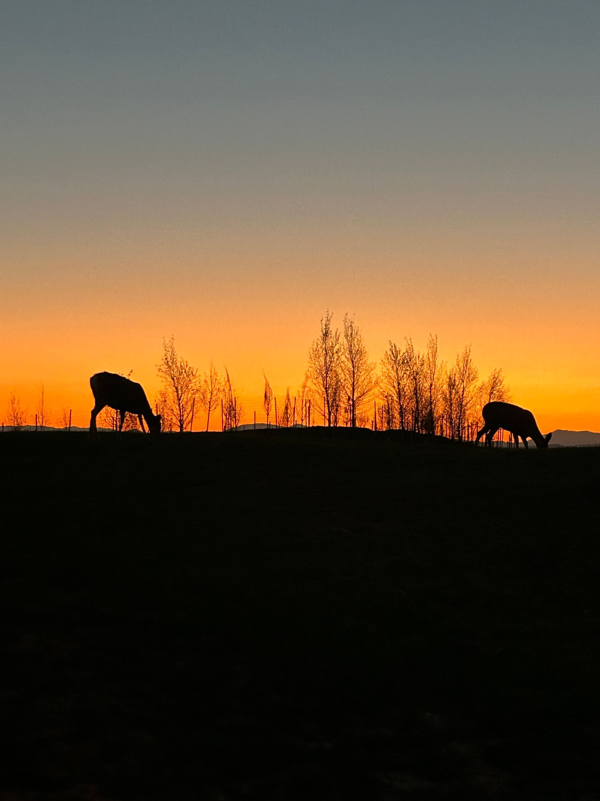 Two cows are grazing in a field at sunset.
