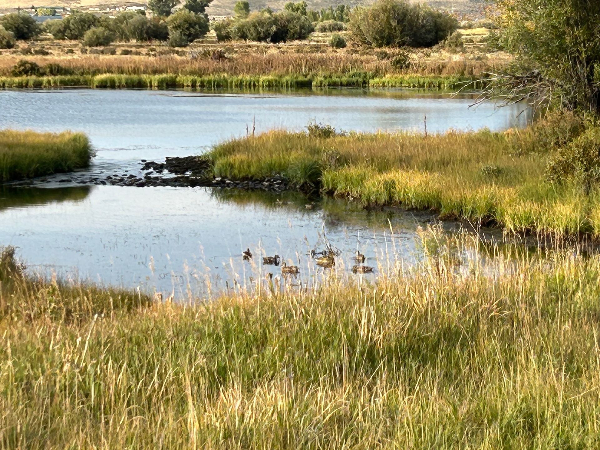 Ducks are swimming in a lake surrounded by tall grass