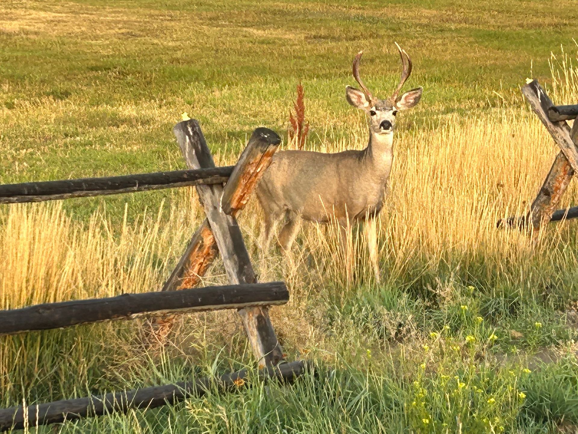 A deer standing next to a wooden fence in a field