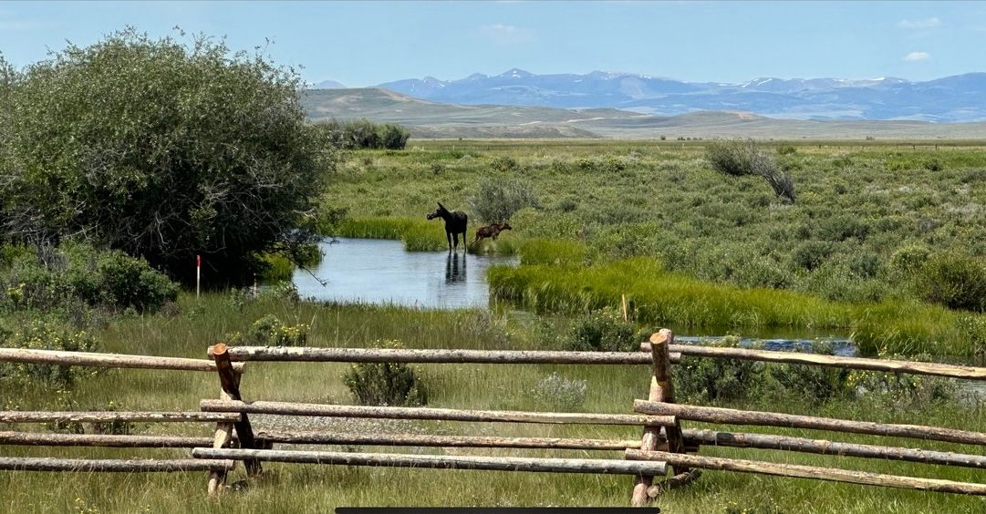 Jemas Ranch creek and moose
