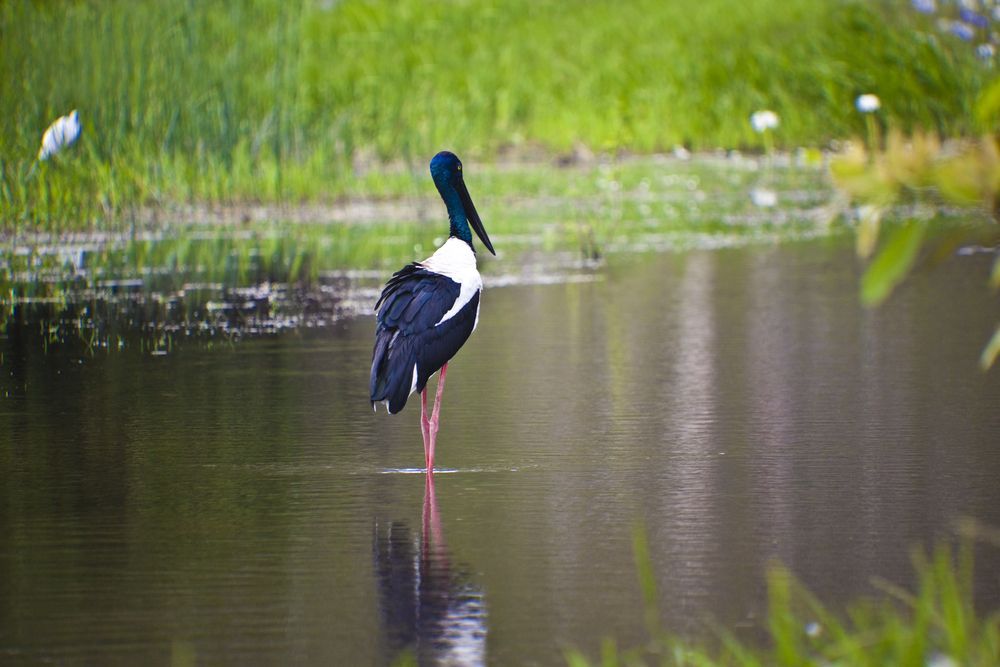 Black-Necked Stork Standing in Water — Wendy's Safety Services In Daly River, NT