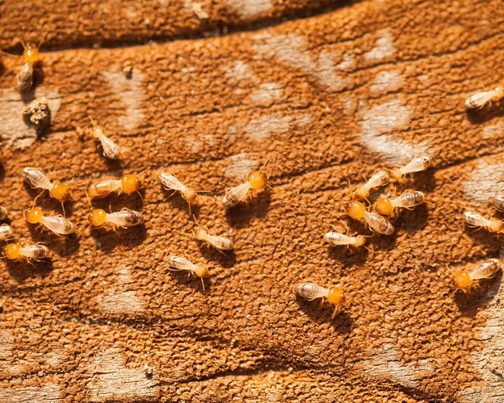 Effective Pest Solutions Sevierville, TN Ron Smith