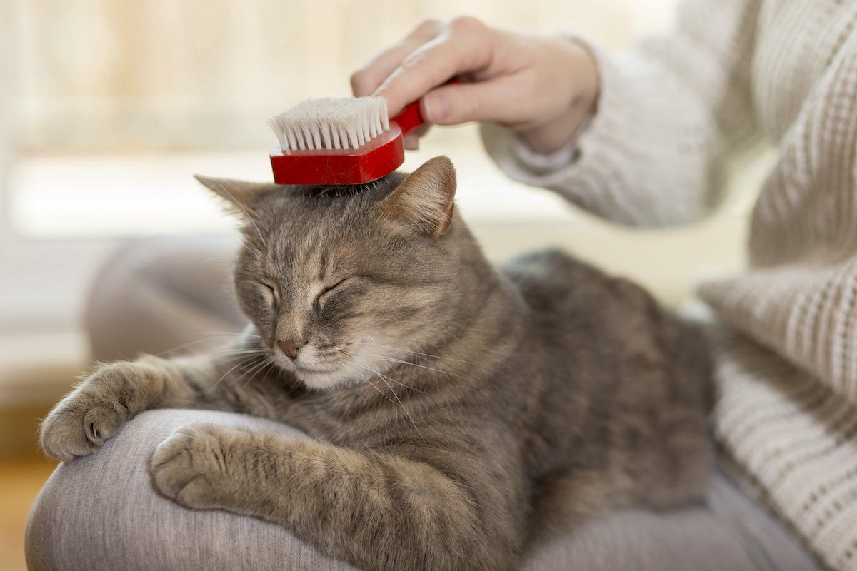 Brushing your pet regularly will keep them from shedding and ruining your HVAC system