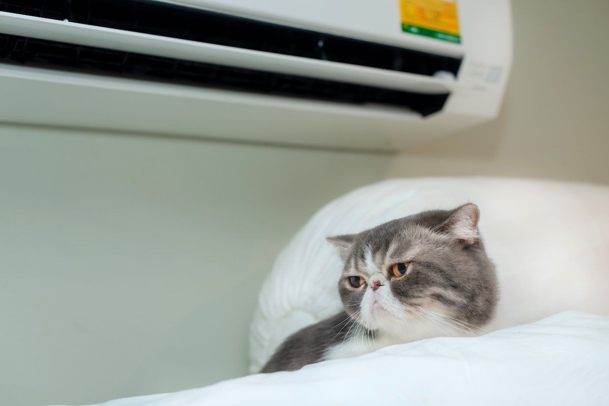 Curl Up With Your Furry Companion This Mid-MO Winter & Call Controlled Heating & Cooling for HVAC