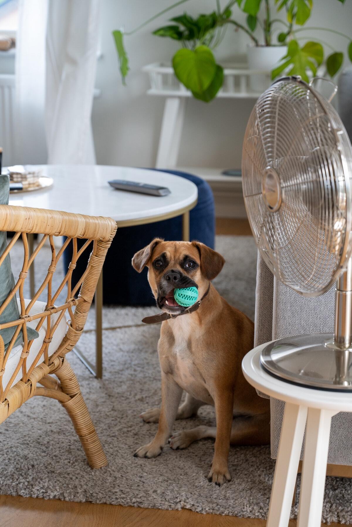 Take care of your pets and your HVAC system with Controlled Heating & Cooling