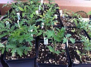 Farmers Market Adventure at Vitruvian Fitness