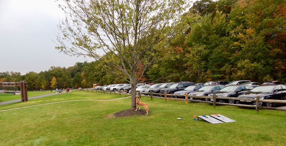 Grassy park area with cars parked along a fence, a tree in the foreground, and cornhole game.