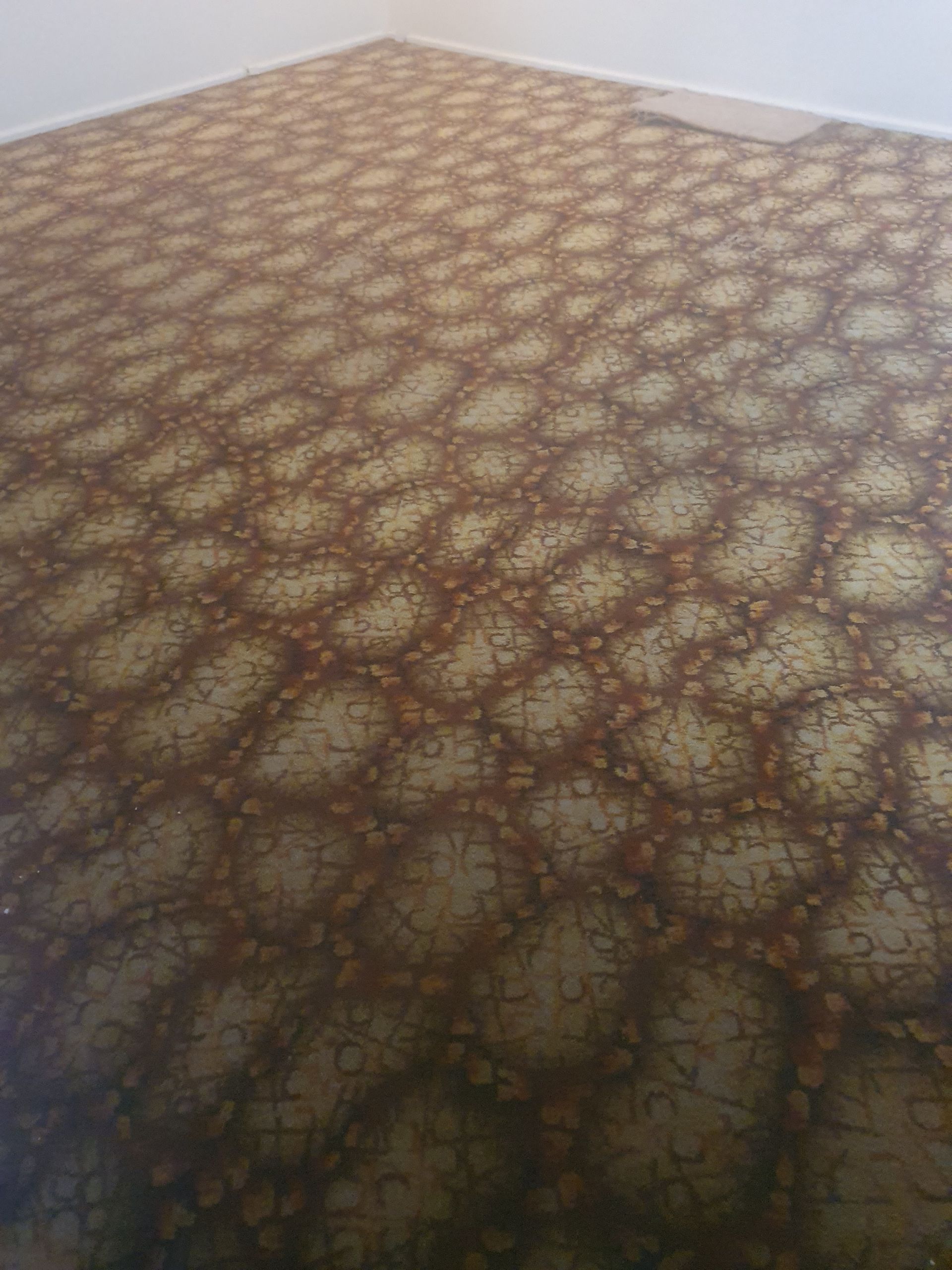 A room with a brown carpet and a white wall. A room with a brown carpet and a white wall.