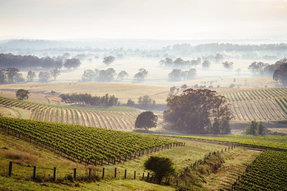 Sunrise Over Valley Vineyards — Mowing and Slashing in West Gosford, NSW