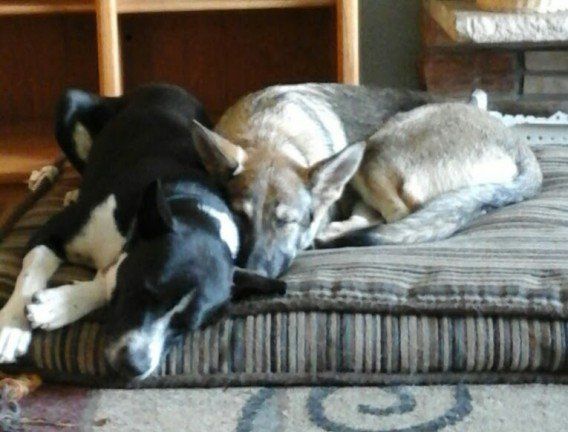 Two dog sleeping - Janice's Critter Care in Federal Way, WA