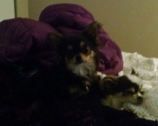 two dog sleeping - Janice's Critter Care in Federal Way, WA