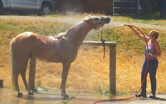 Horse taking a bath - Janice's Critter Care in Federal Way, WA