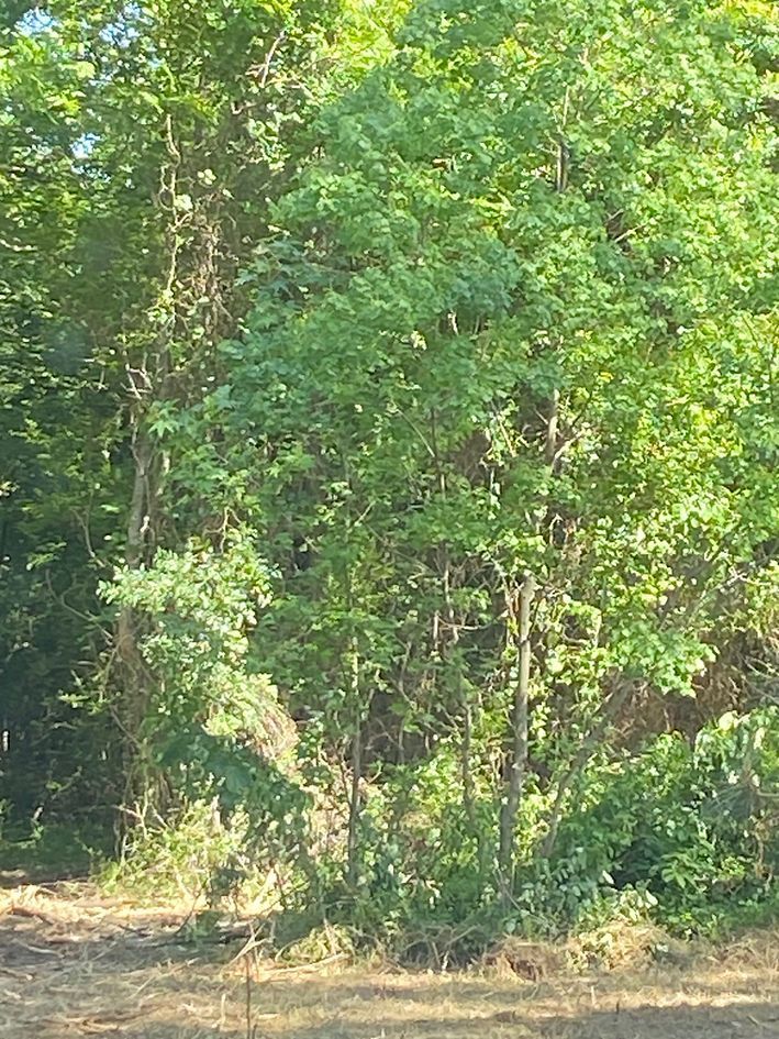 Green trees with leafy canopy in a wooded setting. Sunlight filters through the leaves.