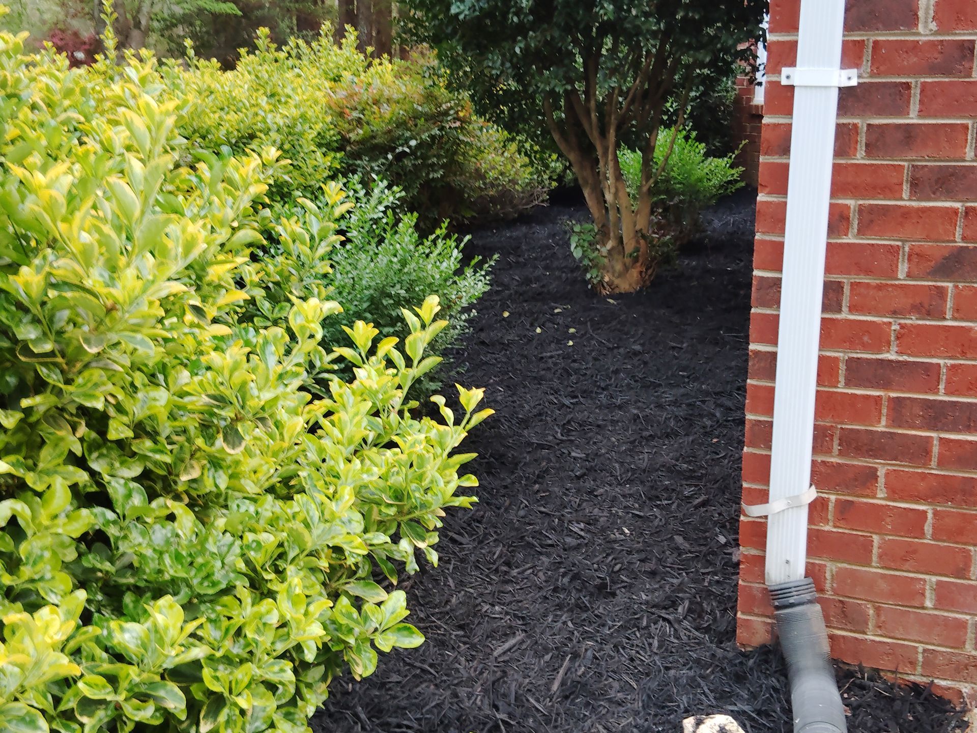 Green and yellow bushes border a dark mulch bed next to a brick wall and downspout.