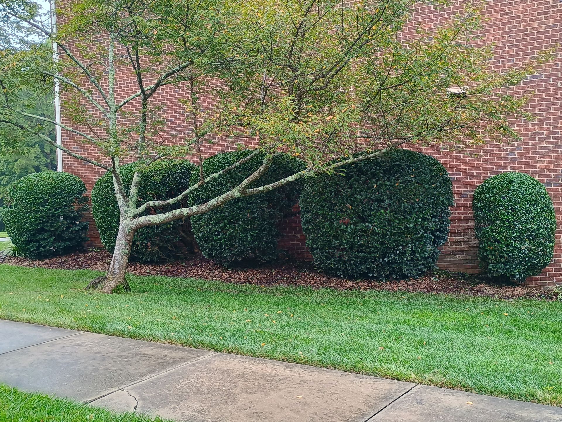 Green bushes and a tree near a brick building; a sidewalk and grass are in the foreground.