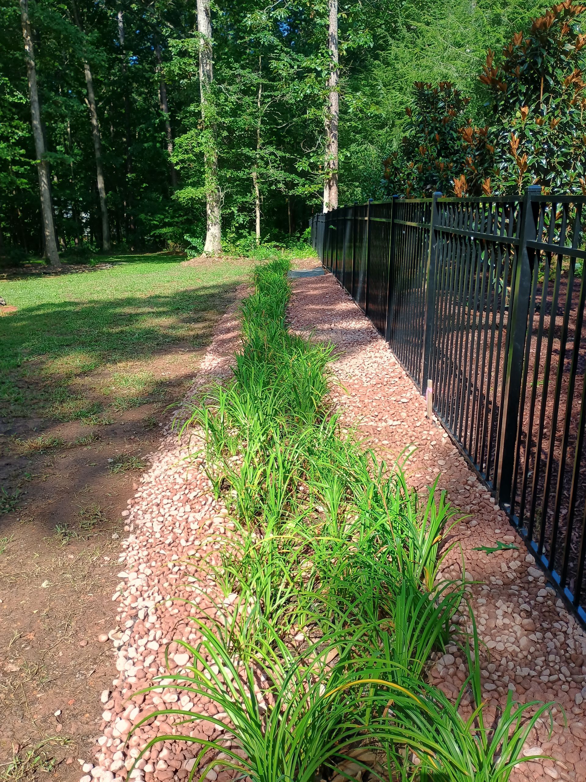 A row of green plants in a brown mulch bed next to a black metal fence in a wooded area.