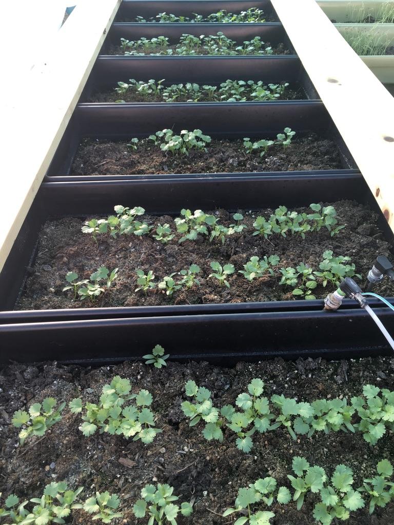 WES/DPS Cilantro Starts