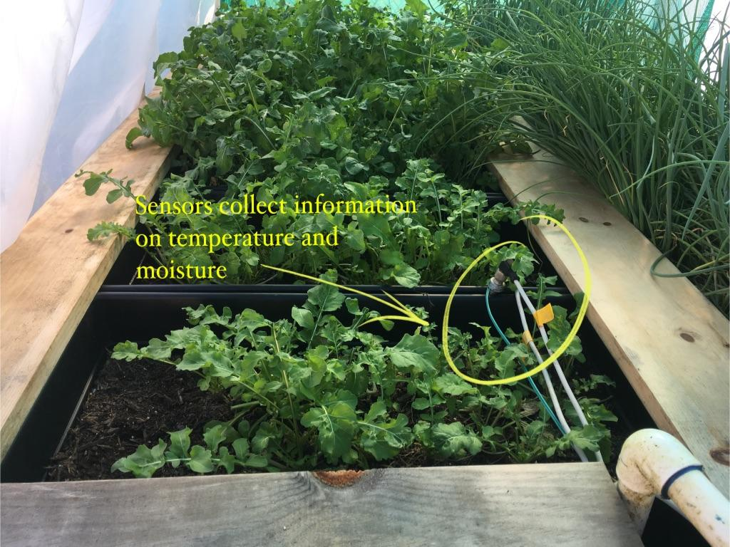 WES/DPS sensors for temperature and moisture