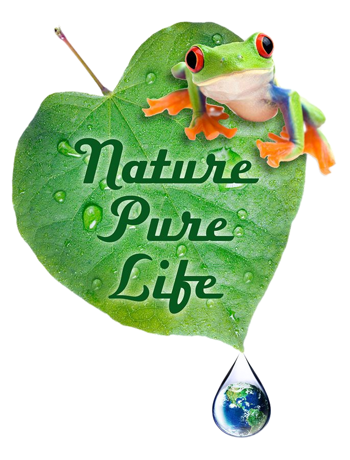 Green frog on green leaf with 