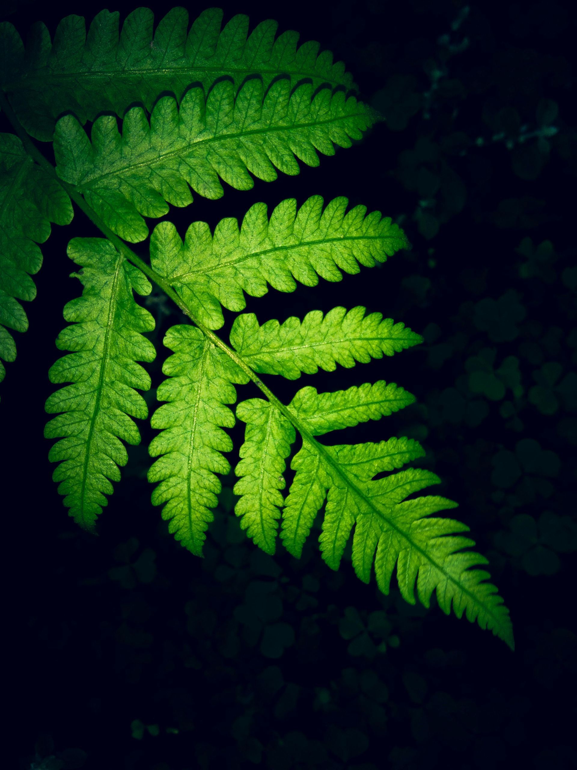 Green fern frond against a dark background.