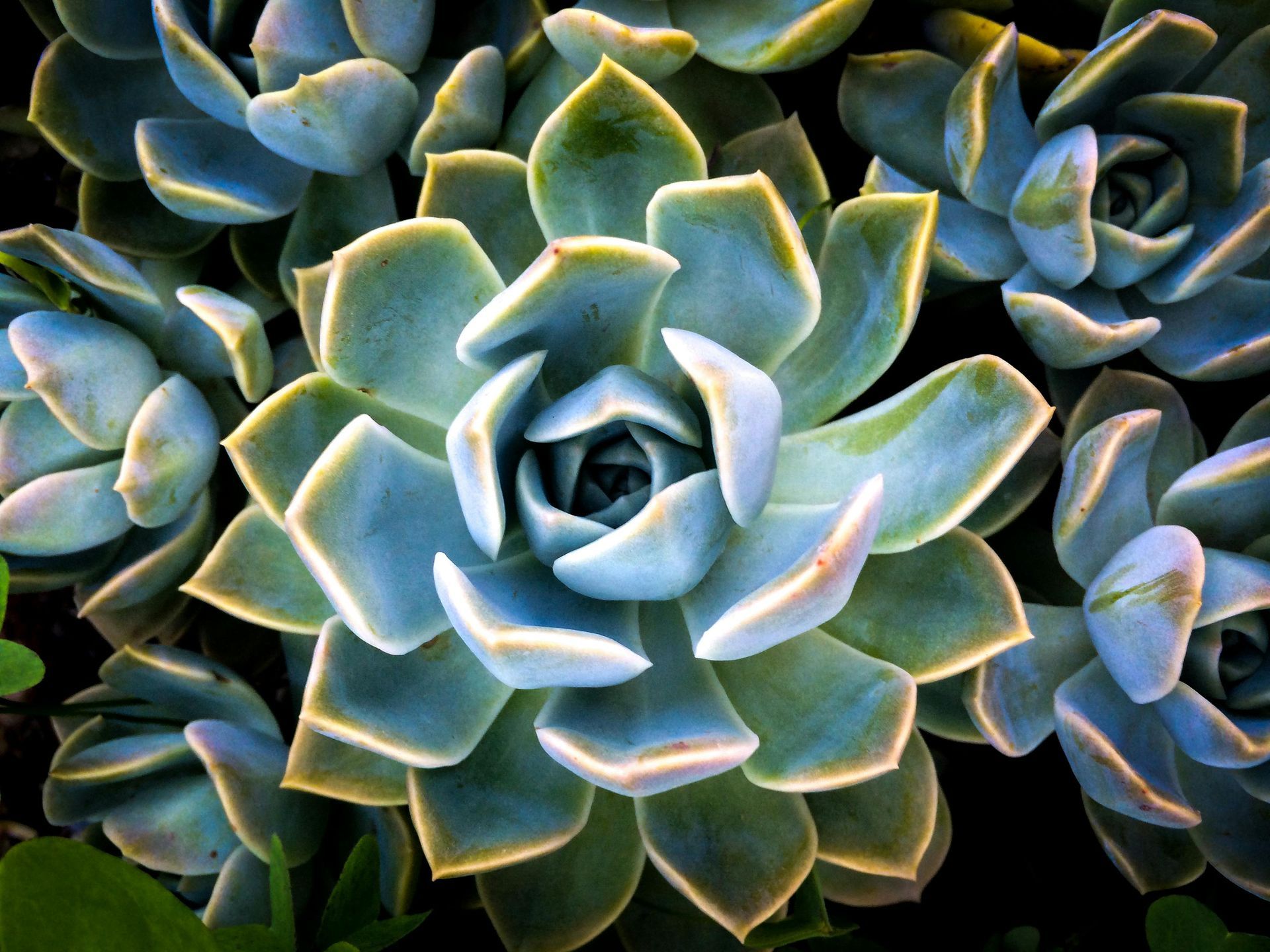 Close-up of several teal and green succulents arranged in a rosette pattern.