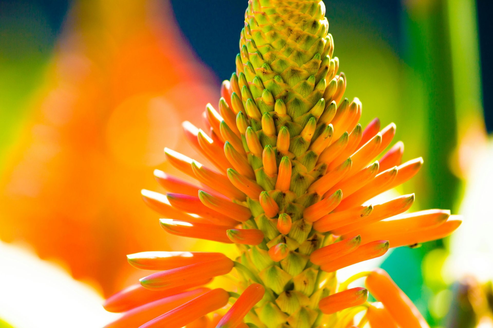 Orange and green flower spike in bright sunlight.