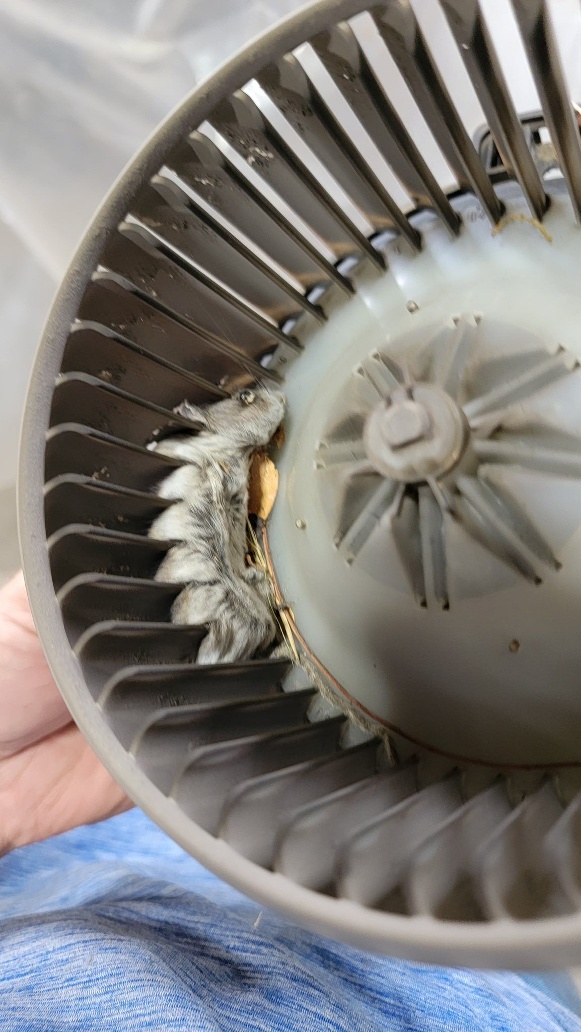 A dirty, grey HVAC blower motor fan wheel held in a hand, showing a thick clump of dust and debris stuck to the blades.