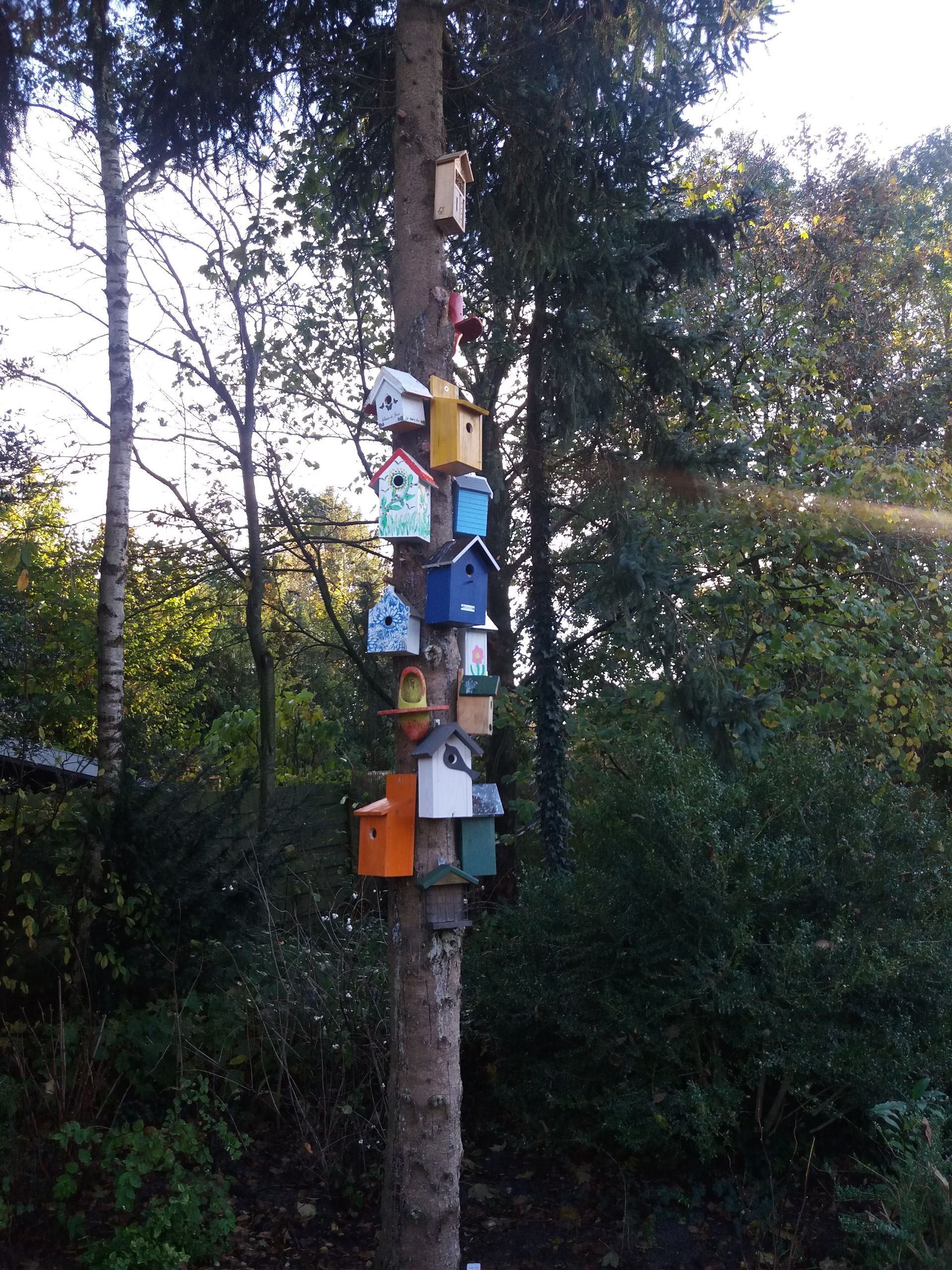 Meerdere kleurrijke vogelhuisjes bevestigd aan een boomstam in een bosrijk gebied.