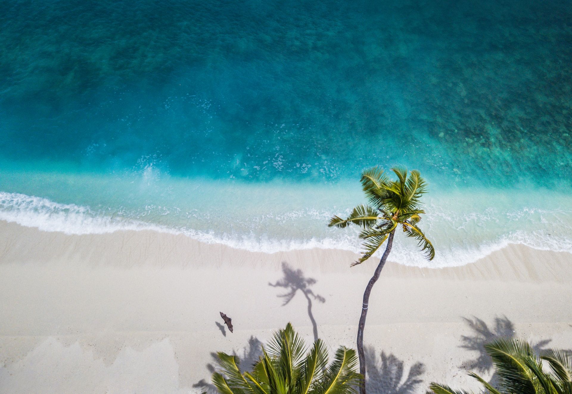 drone image of a beach with palm trees