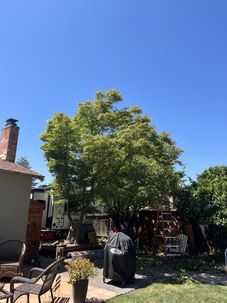 A man is cutting a tree branch with a chainsaw.