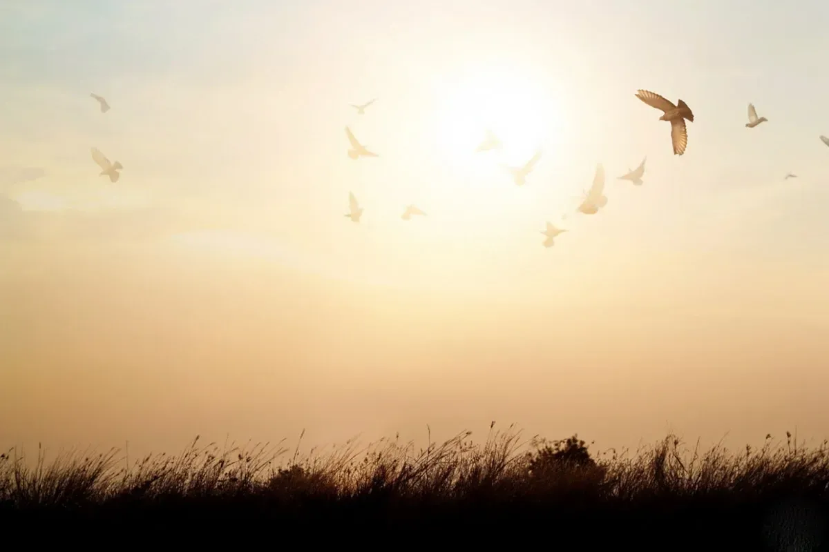 Uccelli che volano davanti a un sole splendente al tramonto, sopra la sagoma dell'erba alta.