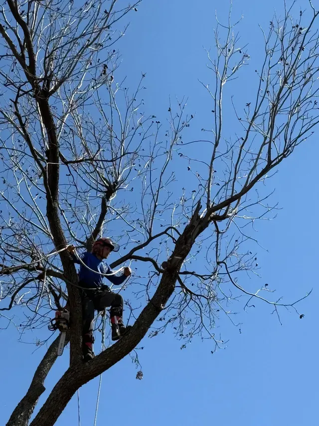 Person trimming branches high in a leafless tree against a blue sky