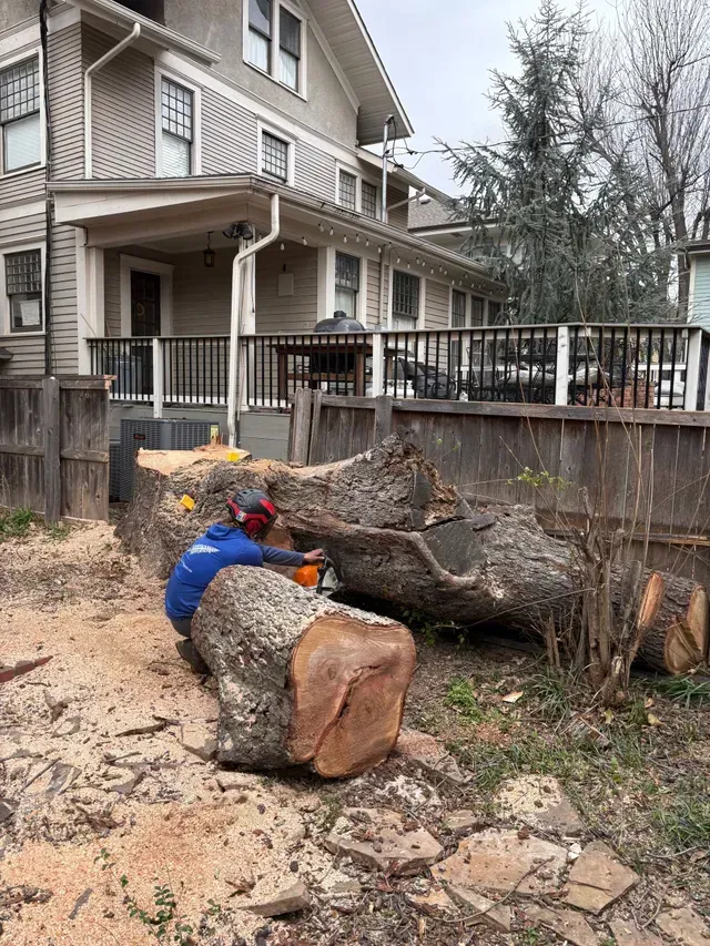 Worker in blue jacket and red hat cutting a large fallen tree trunk beside a house.