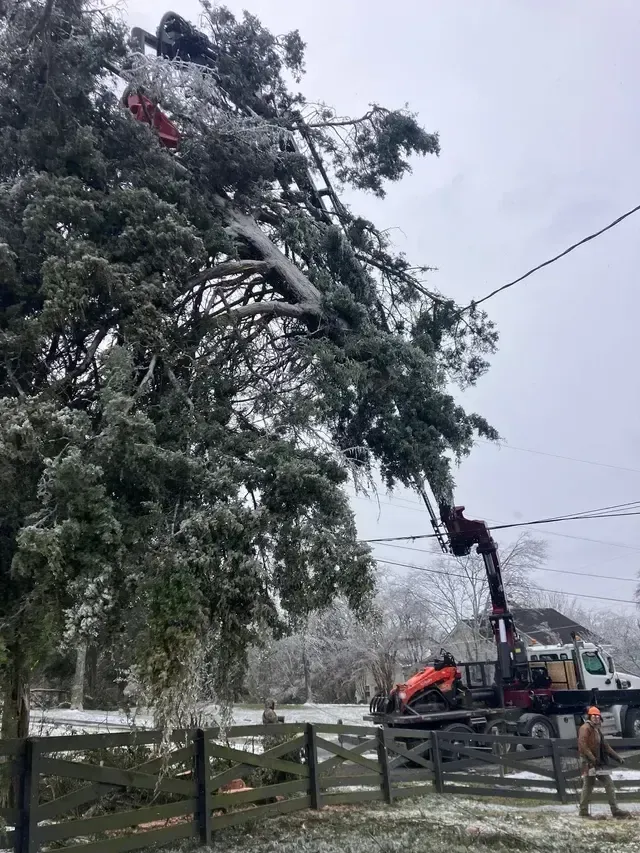 Worker in a bucket truck trims a large tree branch beside a fence on a snowy day.