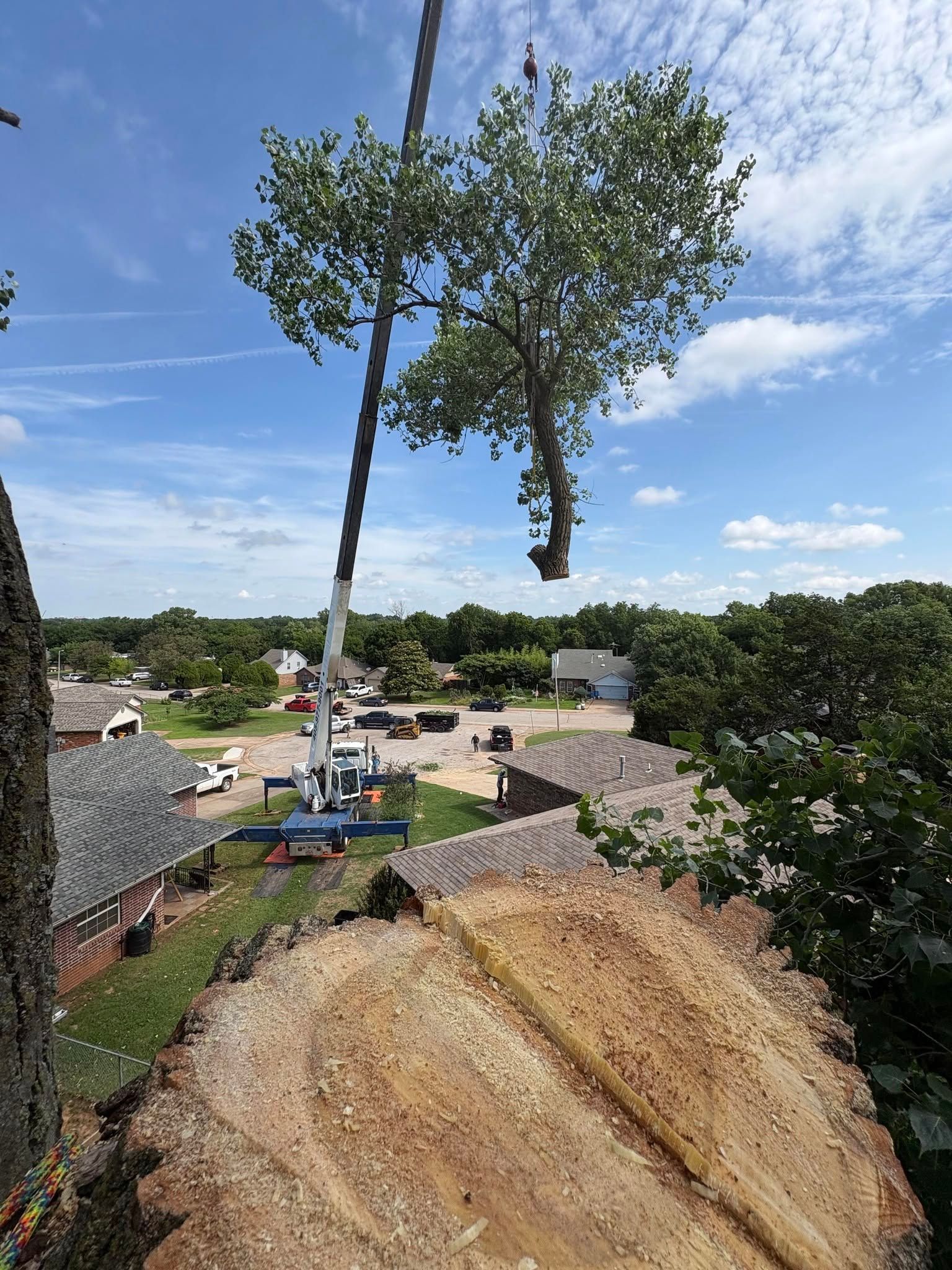 Two tall trees being lifted by a crane over a rocky construction site under a blue sky
