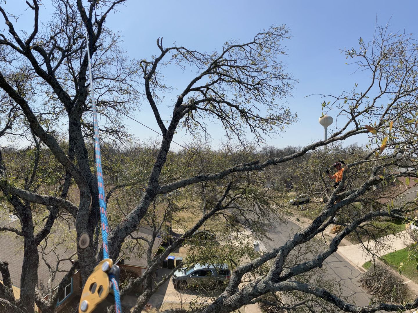 Leafless trees against a rocky hillside, with a colorful guitar decoration hanging in the foreground.