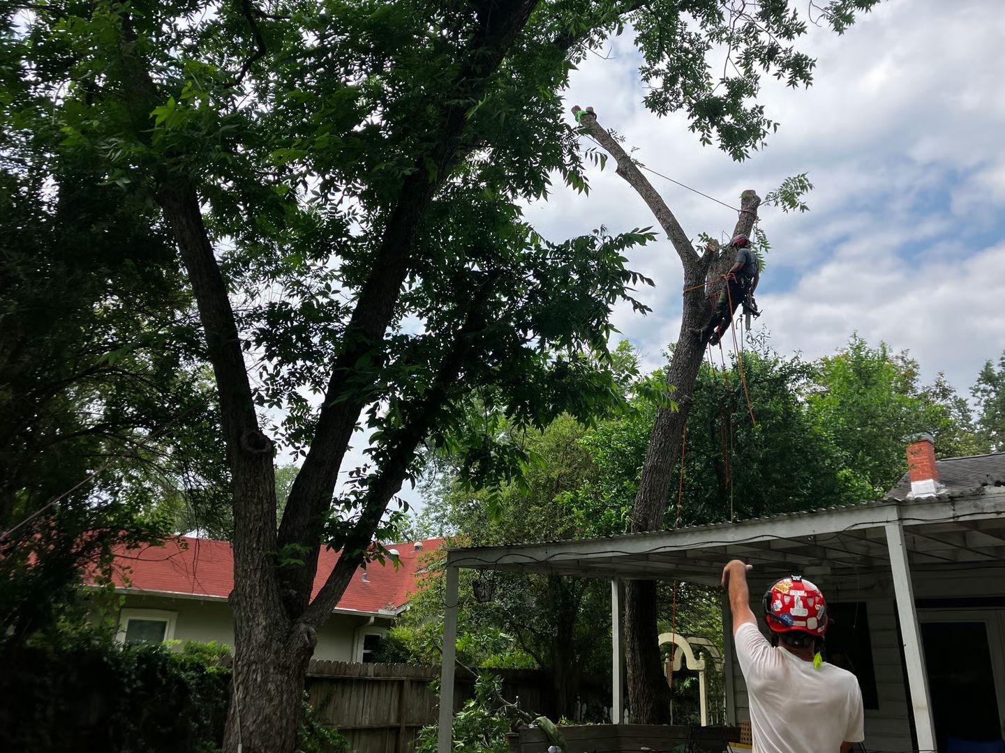 Backyard tree being cut down by a worker in a red helmet, with house and pergola nearby