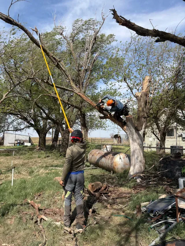 Worker in safety gear trims a tree branch with a chainsaw while another steadies a rope in a yard.