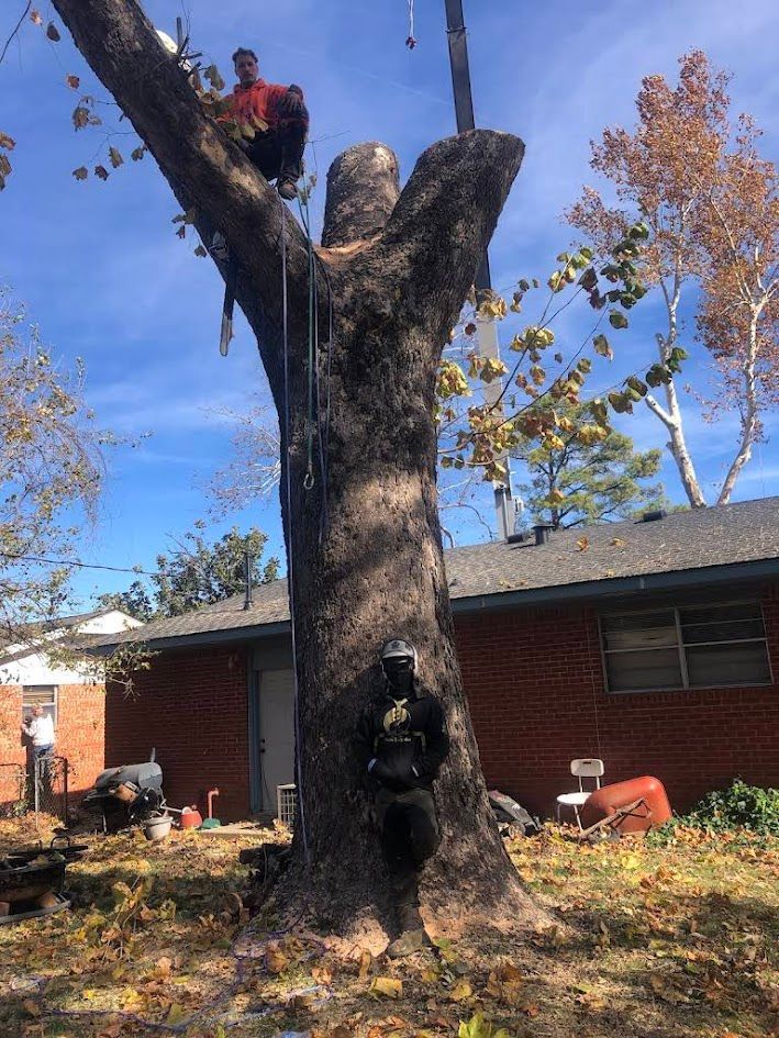 Arborist trimming a large tree beside a red brick house on a clear day