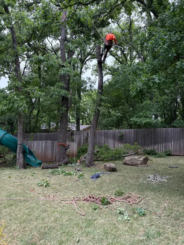Arborist in orange helmet trimming a tall tree in a backyard with logs and a wooden fence
